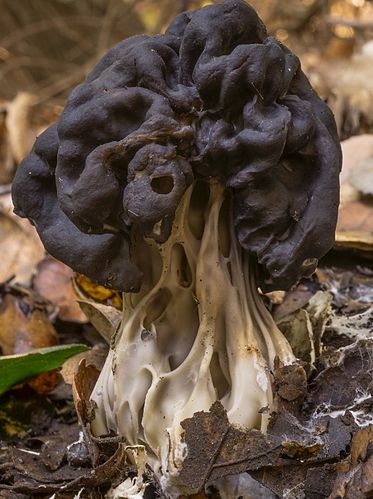 Helvella dryophila